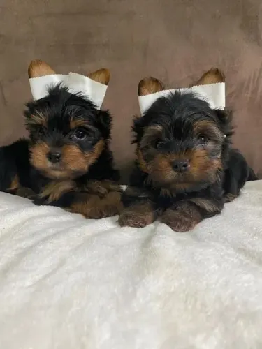 Yorkshire Um dog lindo pronto para ser parte da sua história