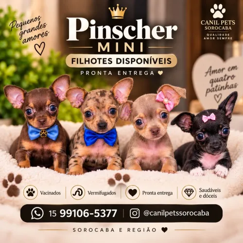 Mini pinscher fêmea e macho