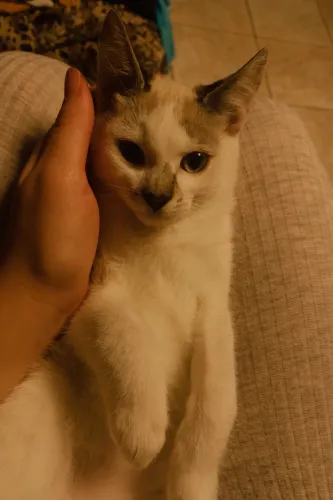 gata femea