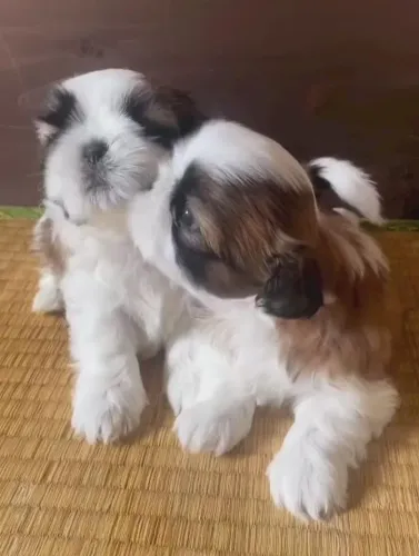 Shihtzu Filhotes Sapecas Miniaturas