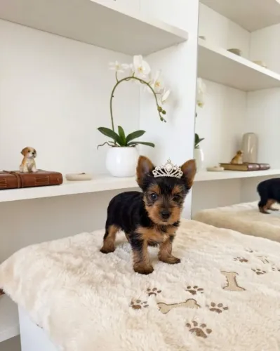 Mini Princesa Yorkshire Terrier Super Carinhosa