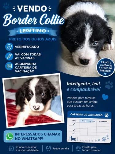 boder collie 