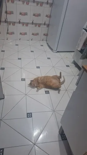 Doação de gato macho adulto muito docil