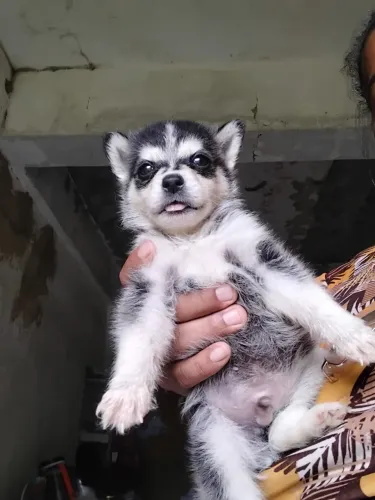 Cachorro husky siberiano