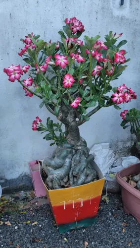 Rosa do deserto vermelha. Fone: *