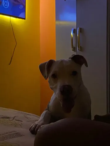 Pitbull fêmea