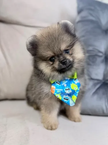 Spitz Alemão anão
