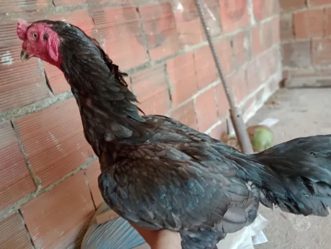 Vendo este galo exótico pena de galinha.