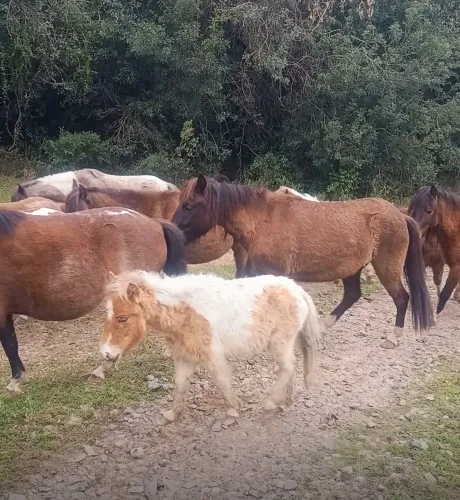 Pôneis para venda