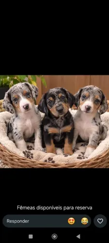 Dachshund