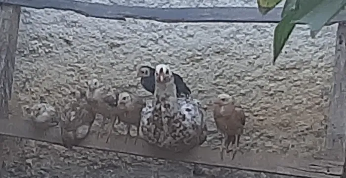 Vendo pintinho caipira