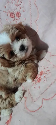 Shitzu disponíveis fêmeas