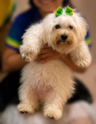 Poodle pura pra vender hoje 