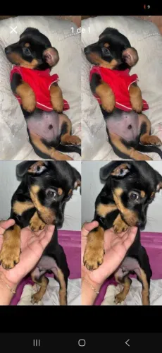 Cachorro para doação idade 6 meses