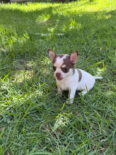 Filhote fêmea de chihuahua