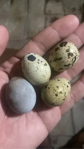 Ovos de codornas galados