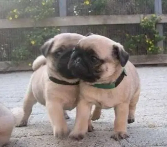 Pug O tipo de pet que deixa qualquer dia melhor