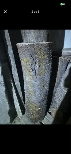 Tronco de mogno