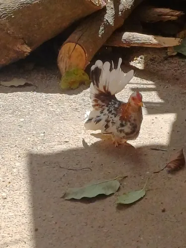 Franguinho Nagasaki legítimo, bem naniquinho