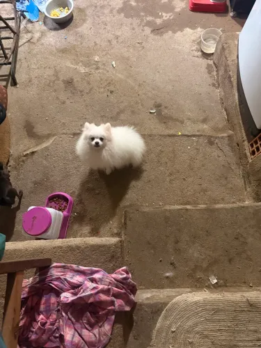 Animais de estimação