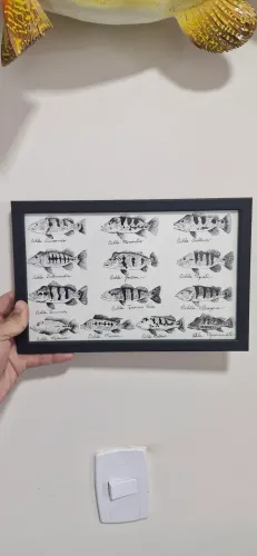 Quadro peixe tucunaré desenho a mão artista