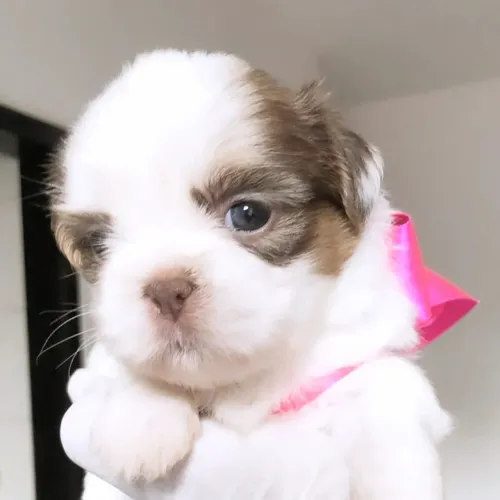 Shihtzu vacina importada Shitzu fofura