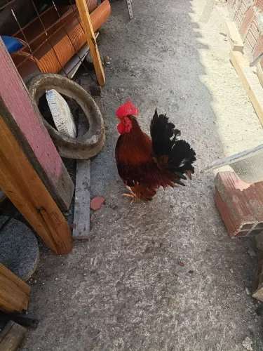 Galo garni nanico