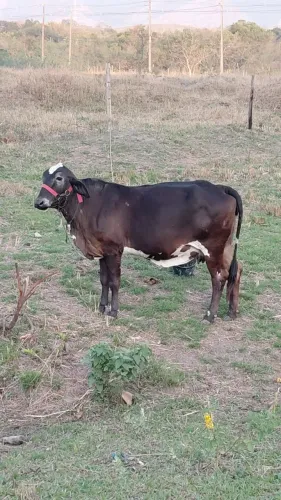 Vaca 1 cria