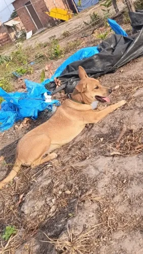 Doação de cachorra fêmea 