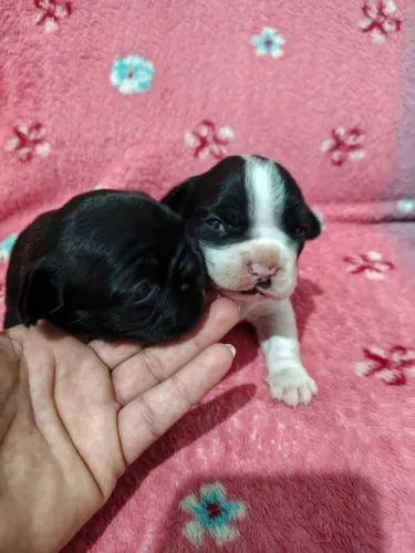 Bulldog frances