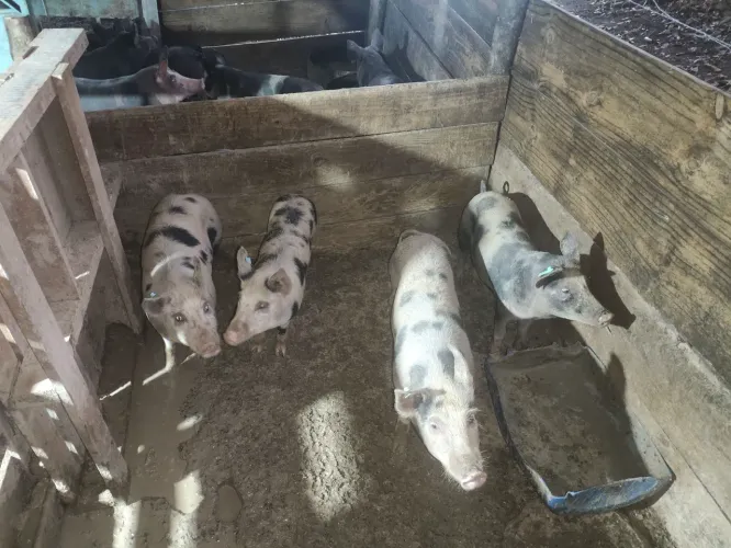 Porco caipira