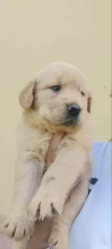 Golden retriever excelente companheiro