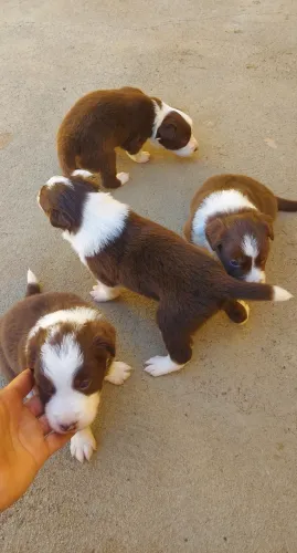 Filhotes Border Collie