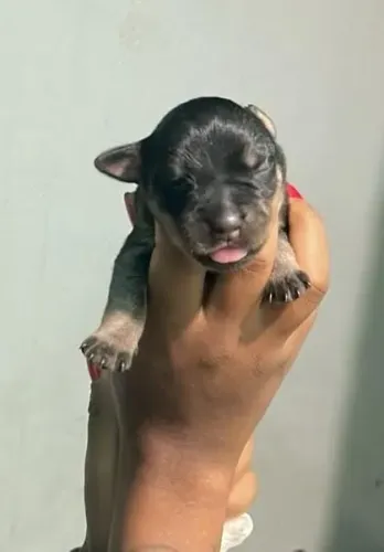 Filhote de rottweiler cabeça de touro