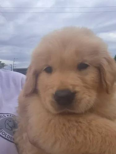 Filhotes de Golden retriever