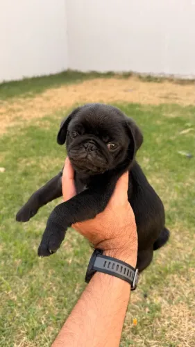 Filhote de Pug