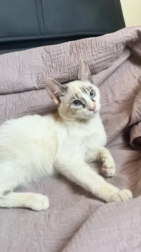 Gatinha Fêmea para adoção