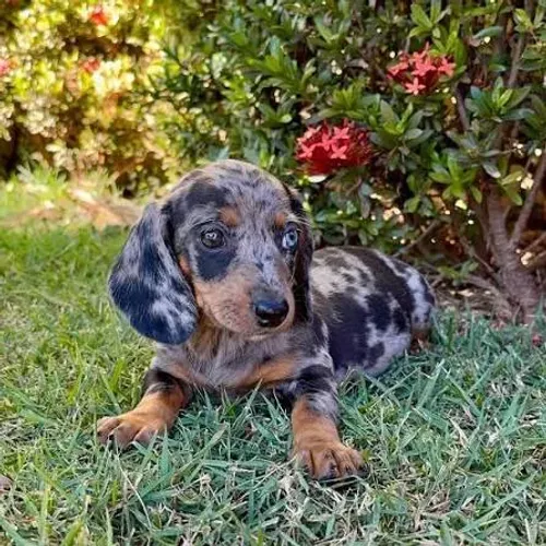 Basset filhotes disponiveis
