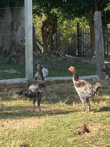 vendo frangos