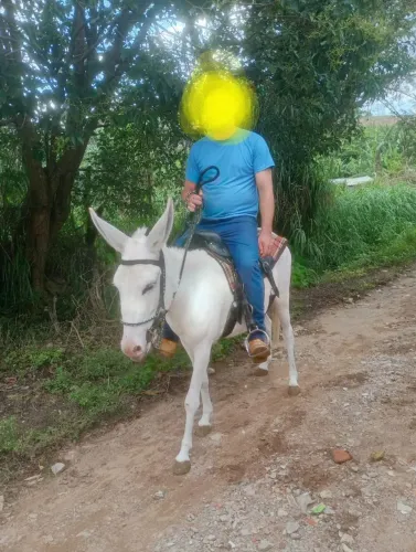 Jumenta 