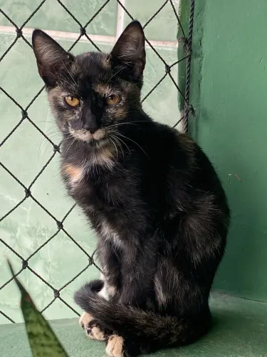 gatinha para adoção responsável!!