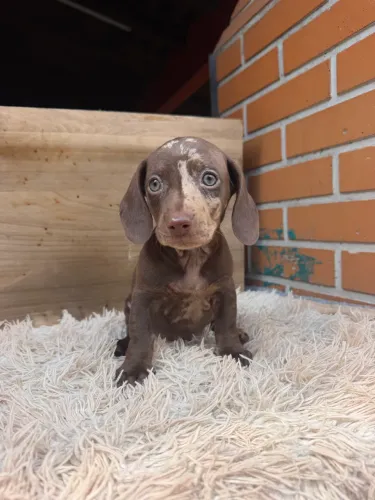 Dachshund arlequim chocolate fêmea