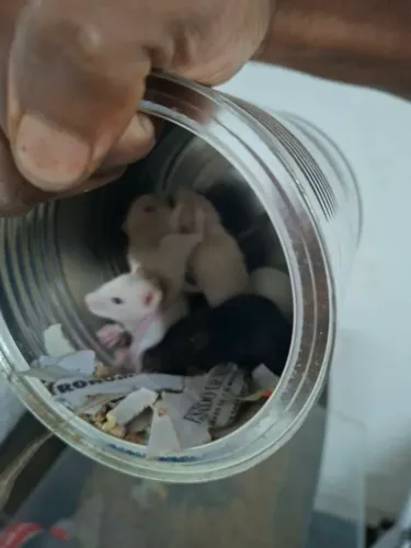 Rato doméstico Mercol Twister