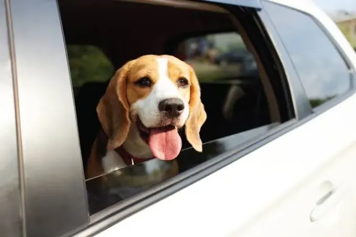 Táxi dog