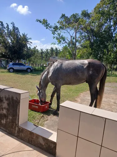 Vendo Cavalo Tordilho Manga Larga Registrado