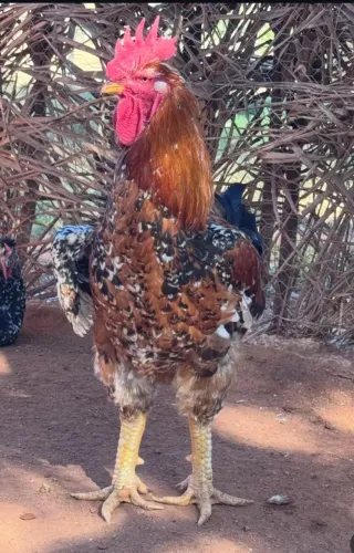 Ovos de galinha GSB