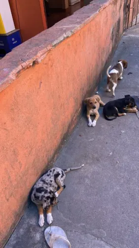 Doação cachorro