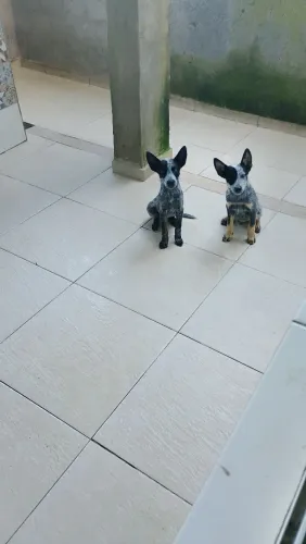 Filhotes Boiadeiro Australiano