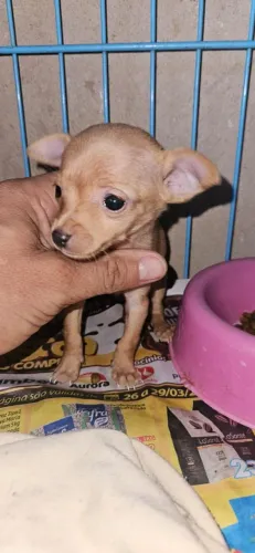 Pinscher Fêmea Caramelo zero 0