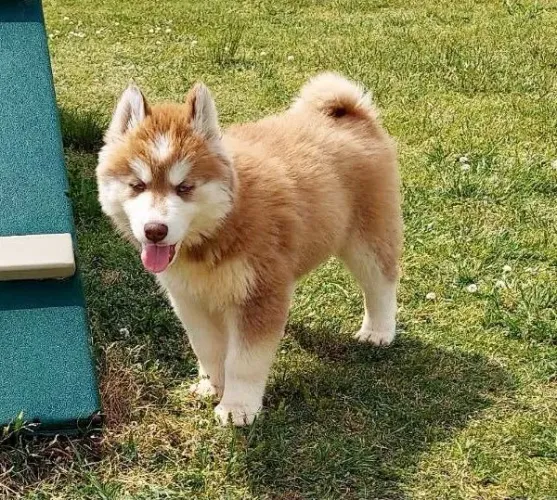 Filhotes de Husky Siberiano | Extrovertido e doce.